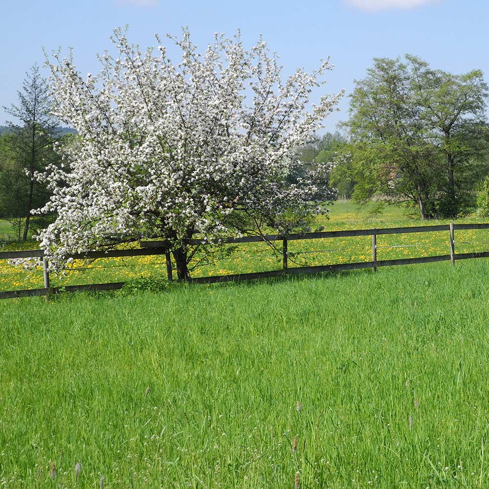 Ein grüner Baum auf einer Wiese
