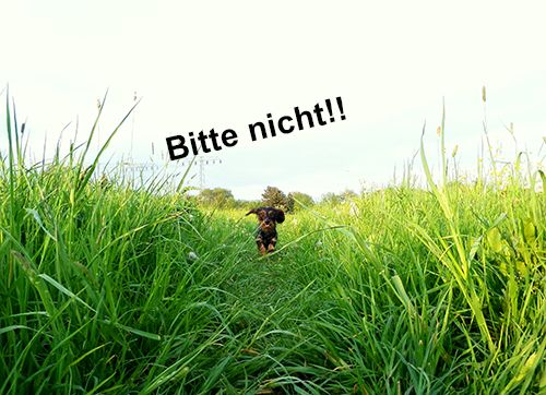 Kleiner Hund springt durch grüne Wiese.