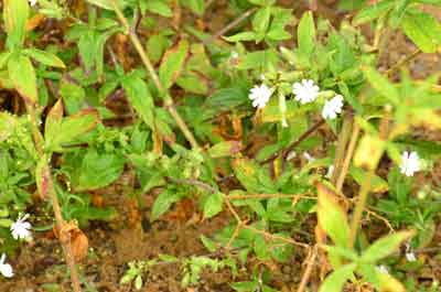 Die weiße Lichtnelke
