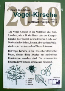 Schautafel der Vogelkirsche