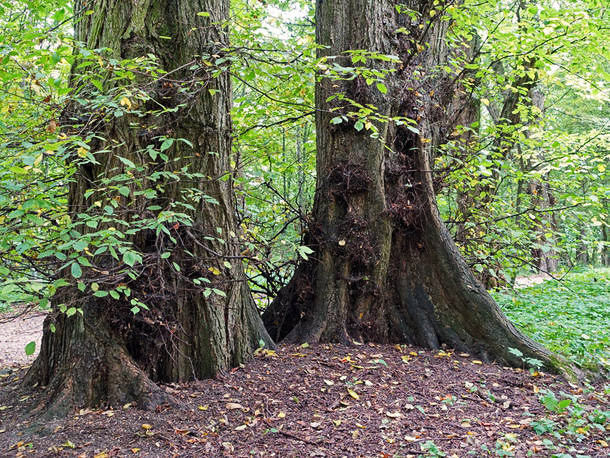 Beispiel Flatterulme