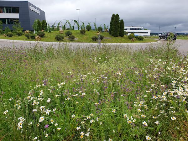 Blühfläche Verkehrsbegleitgrün