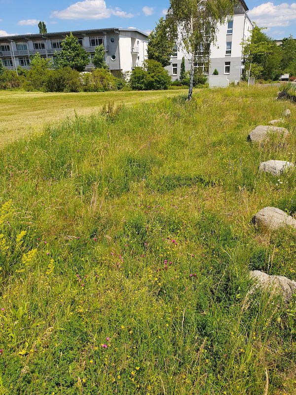 Blühfläche ungemäht