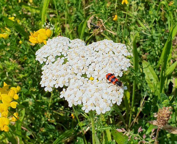 Bienenwolf auf Schafgarbe