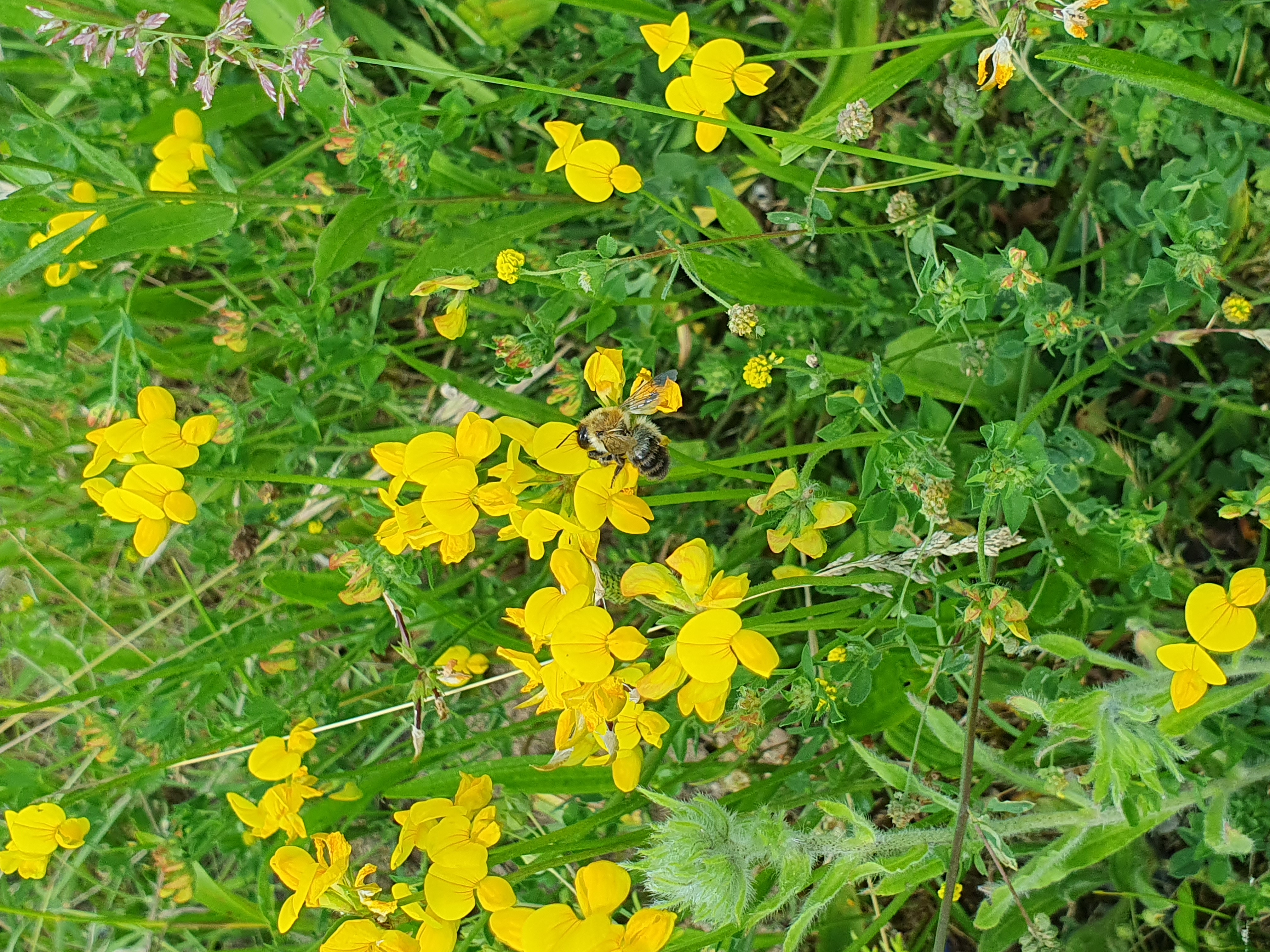 Biene auf dem gewöhnlichen Hornklee