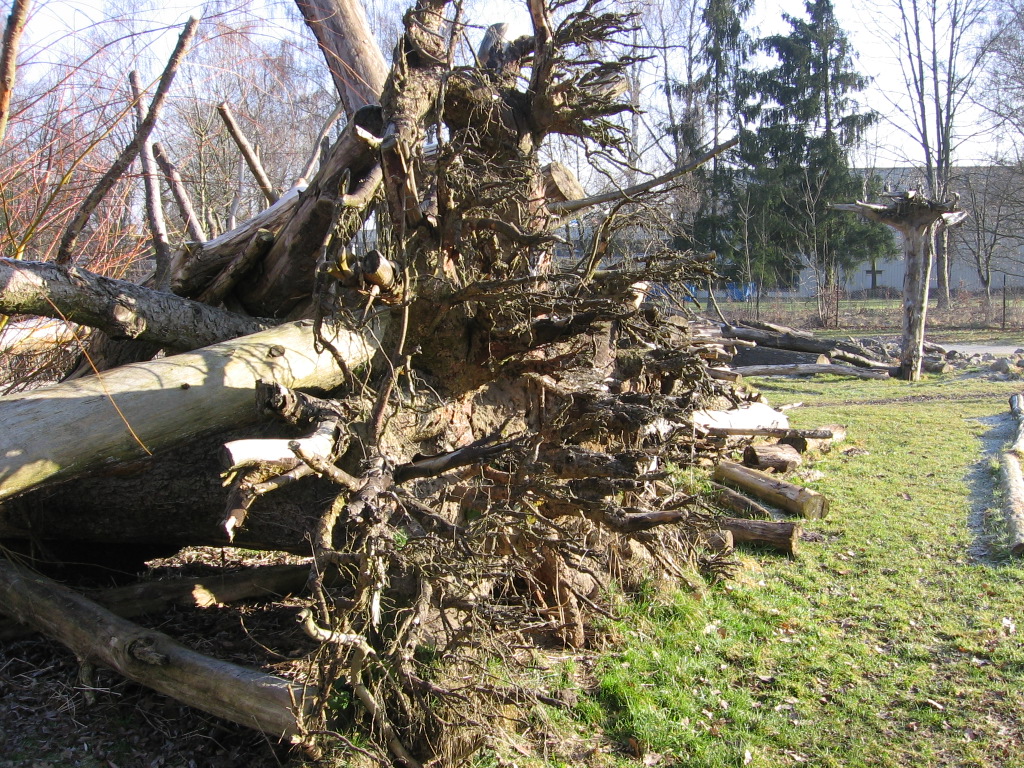 Totholzgarten Schwabach Wurzelteller