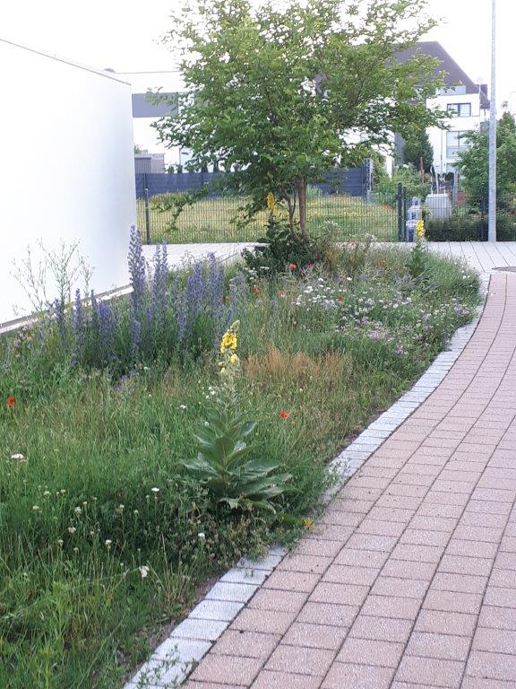 Städtische Fläche mit ökologischem Mähkonzept